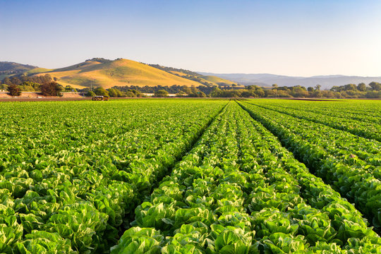Lettuce Field